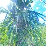 Pandanus tectorius Hoja