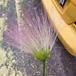 Calliandra surinamensis Fleur