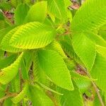 Tetracera boiviniana Leaf