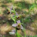 Ophrys apiferaÕis