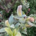 Salix glauca Flower