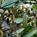 Simmondsia chinensis Φύλλο