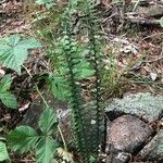 Asplenium platyneuron Habit