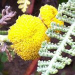 Tanacetum bipinnatum Flor