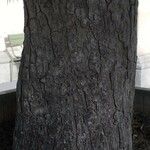 Podocarpus salignus 樹皮