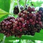 Callicarpa acuminata Plod