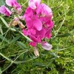 Lathyrus odoratus Květ