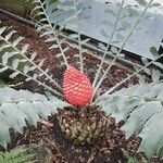 Encephalartos ferox Fruitua