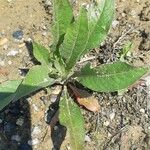 Crepis mollis Blad