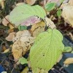 Cornus rugosa Blatt