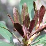 Pittosporum hematomallum Leaf