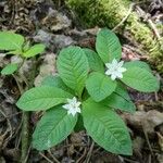 Lysimachia europaea Õis