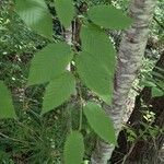 Betula lenta Leaf