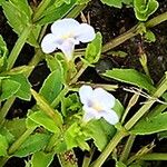 Bonnaya antipoda Flower