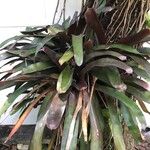 Neoregelia farinosa Fuelha