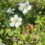 Rubus argutusപുഷ്പം