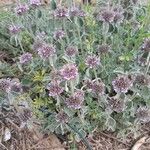 Marrubium supinum Fula
