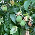 Passiflora caeruleaFruto