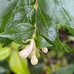 Abelia chinensis 花