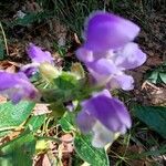 Prunella grandiflora Flower