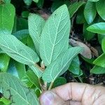 Ficus assamica Leaf