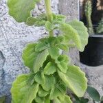 Coleus hadiensis Leaf