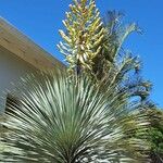Yucca rostrata Hàbitat