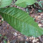 Talisia sylvatica Hoja