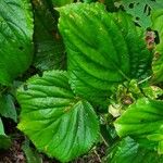 Gloxinia perennis Blad