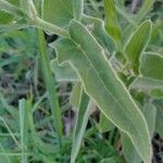 Oxypetalum solanoides Hoja