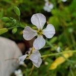 Raphanus raphanistrumFlor