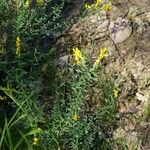 Genista florida Habit