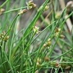 Juncus pygmaeus Цвят