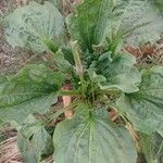 Plantago majorDelienn