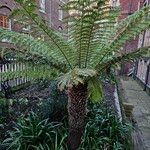 Dicksonia antarctica Hábito