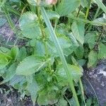 Mimulus guttatus Blad