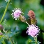 Cirsium arvense Інше