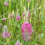 Trifolium purpureumKwiat