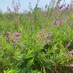 Desmodium canadense Çiçek