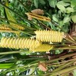 Calathea crotalifera Flower