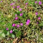 Spergularia purpurea Blüte