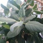 Ficus benghalensis Лист
