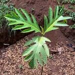 Artocarpus altilis Frunză