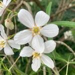 Choisya ternata Flower