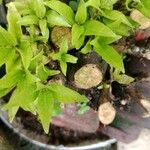Justicia gendarussa Лист