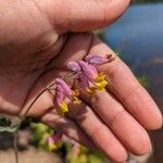 Corydalis sempervirens Fleur