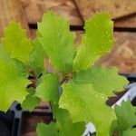 Quercus lobata Hoja