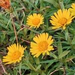 Inula ensifolia Flor