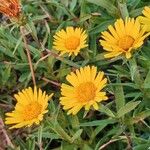 Inula ensifolia 花