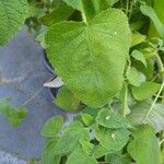 Salvia dorisiana Leaf